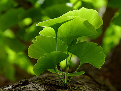 Ginkgo